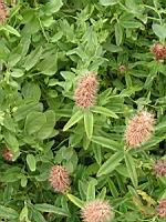 Trefle rouge, Trifolium rubens (fam Fabacees) (Europe) (2) (Photo F. Mrugala)